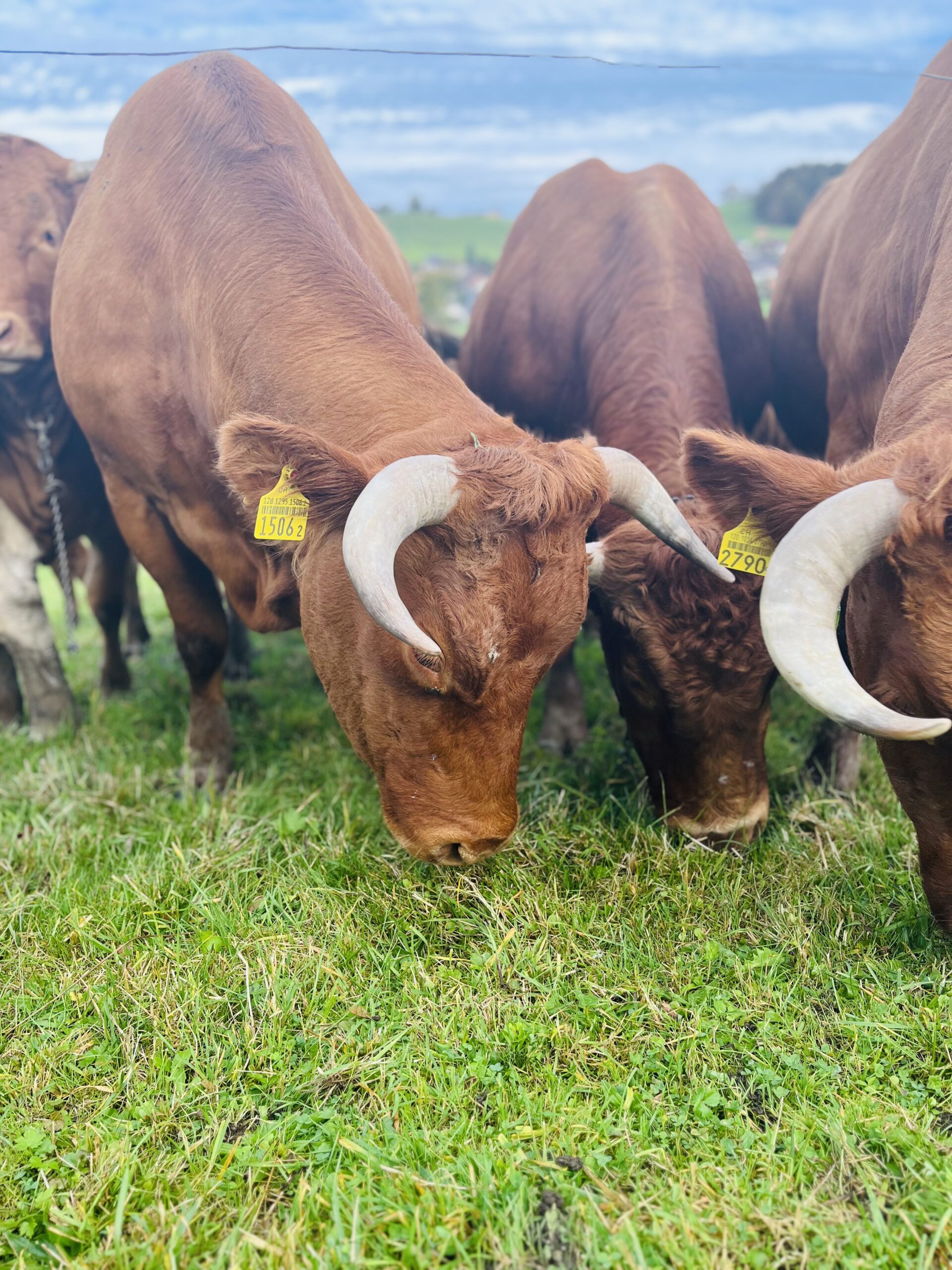 Foto zeigt Limousin-Kühe, die auf grüner Weide auf dem Lustihof in Grub AR Gras fressen. Artgerechte Haltung und natürliche Fütterung sorgen für hochwertiges Rindfleisch.